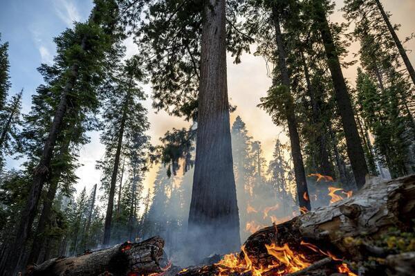 The Washburn Fire burns in Mariposa Grove in Yosemite National...