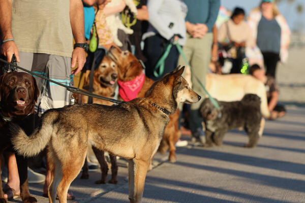 Dogs and their owners line up on Sunday, Oct. 2,...