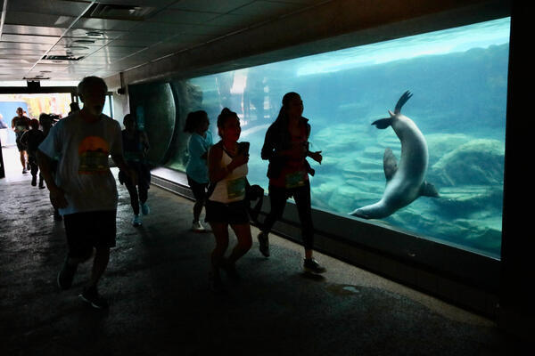 Participants run through the aquarium on Saturday, Oct. 8, 2022,...