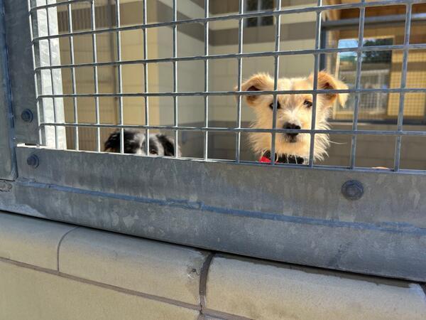 Dogs are seen at Riverside County’s animal shelter in Jurupa...