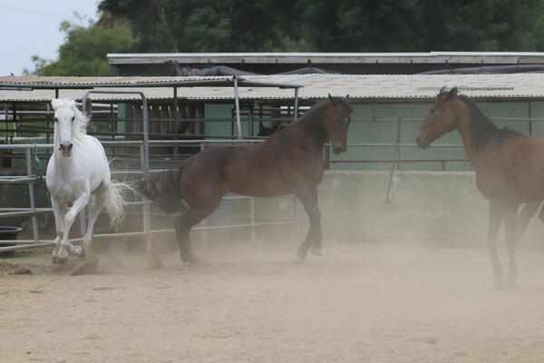 Warriors Road USA therapy horses kick up some dust on...
